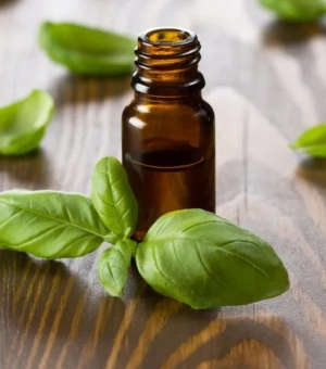 Basil Essential Oil