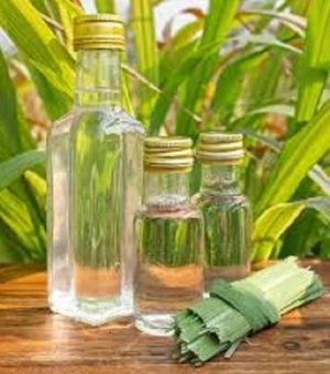 Citronella Oil