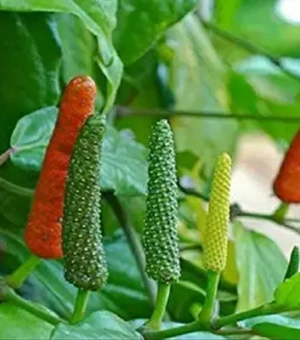 Long Pepper