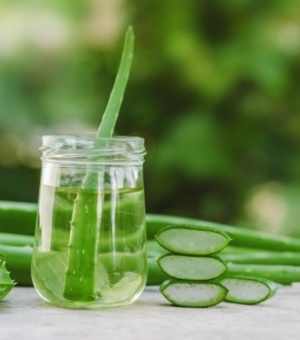 Aloe vera