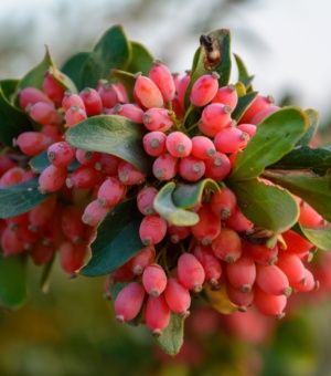 Barberry