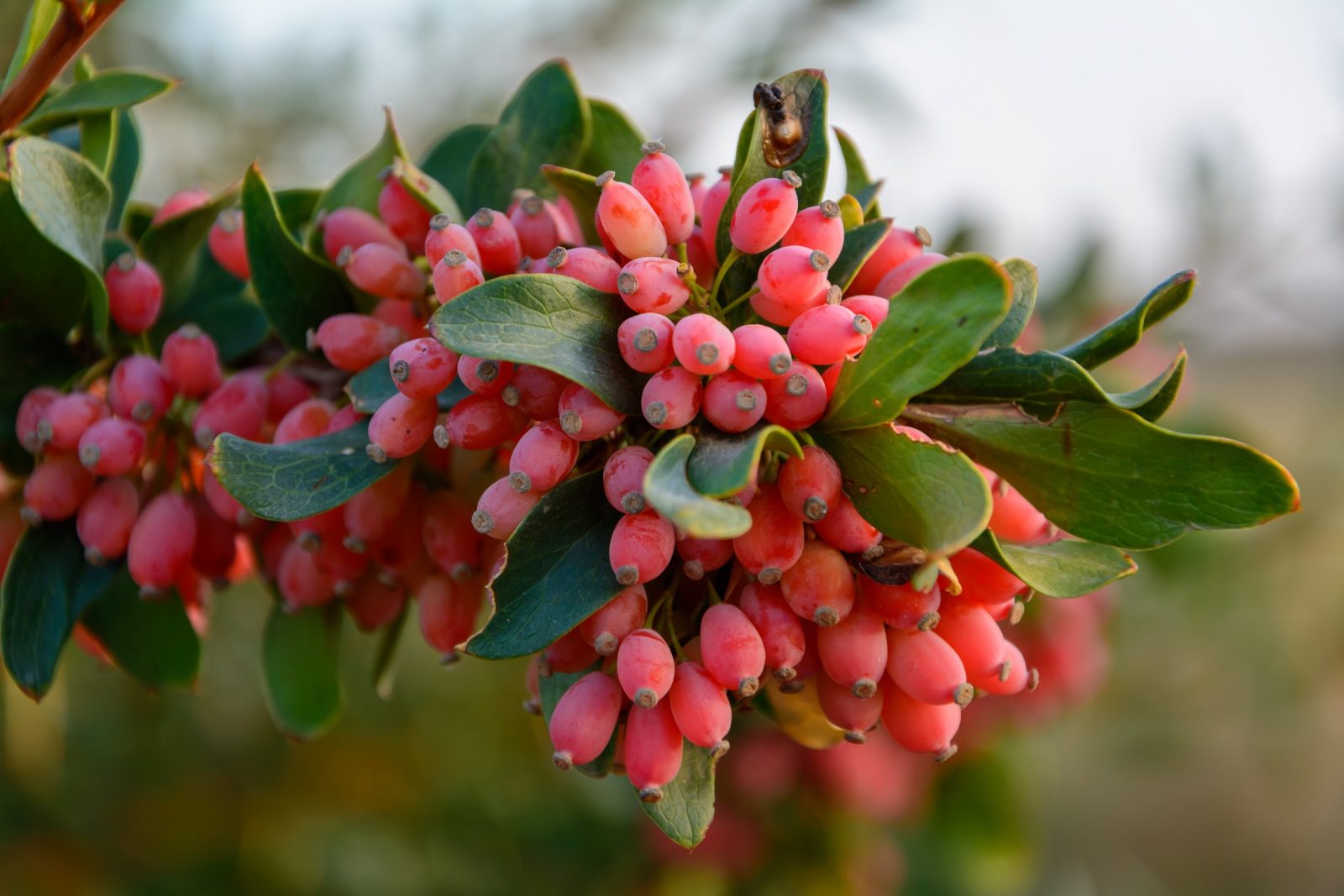 Barberry