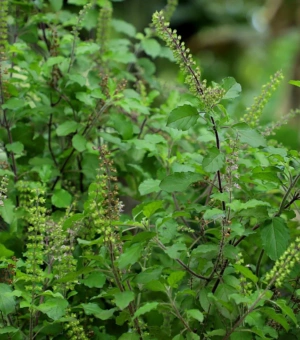 Tulsi (holy basil)