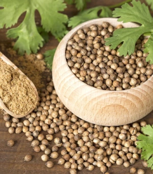 Coriander