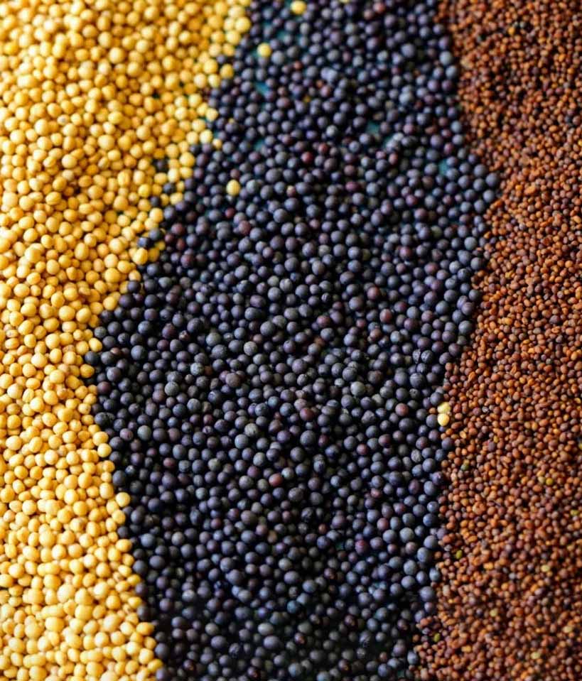 Mustard Seeds
